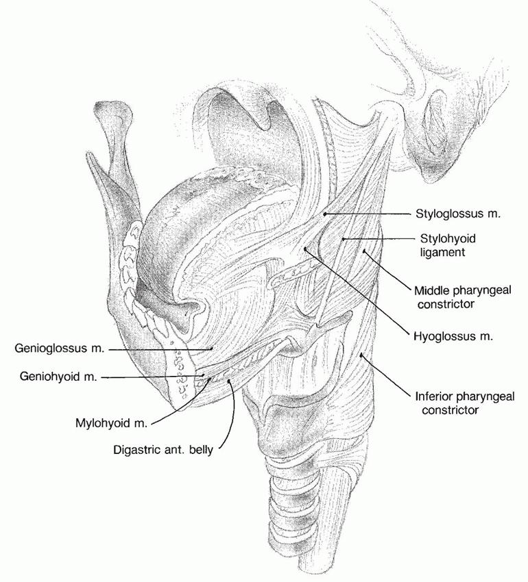 Anatomy Oral Tongue muscles Extrinsic : Palatoglssus (CN XI,X) Genioglossus (CNXII)