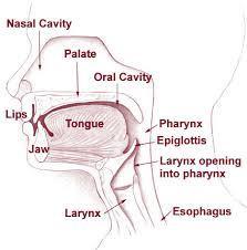 Anatomy boundaries Anteriorly Lip posteriorly Junction of the hard and soft palate,