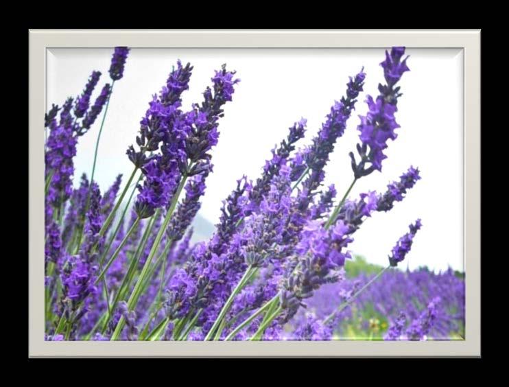 LAVENDER Lavender is one of the most popular essential oils on the market Effective stress-relieving