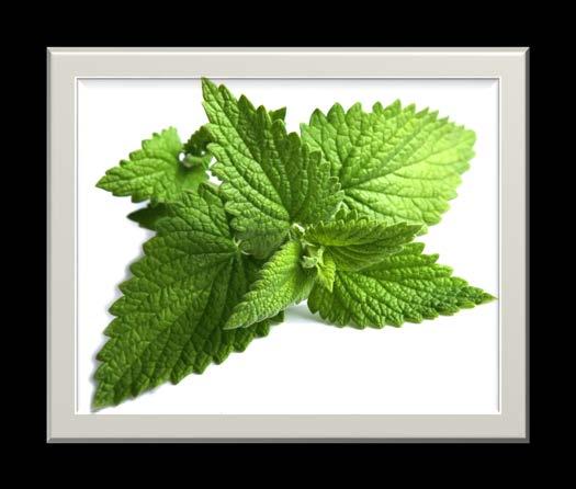 PEPPERMINT Has a cooling, refreshing effect and is widely used to enhance mental alertness.