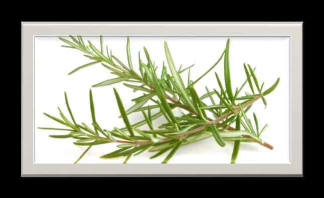 ROSEMARY Widely known as a mental stimulant, the antidepressant properties of Rosemary oil make it ideal for enhanced memory, focus and overall brain performance.