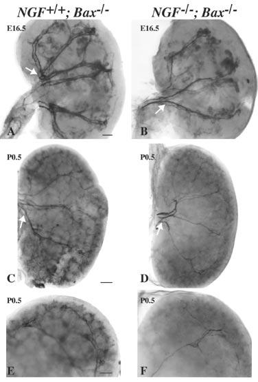 at both E16.5 (C, D) and P0.5 (G, H ). Lower magnification photographs illustrate presence of sympathetic innervation in the cardiac region of the stomach (arrows) for all genotypes at E16.