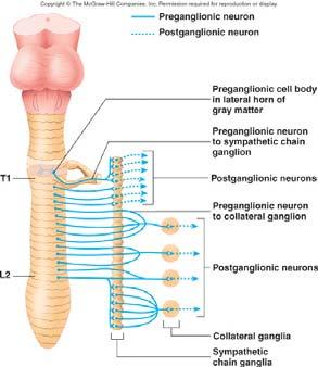 Sympathetic (Thoracolumbar) Division Preganglionic cell bodies in lateral horns of spinal cord T1-L2: thoracolumbar Preganglionic axons pass through ventral roots to white