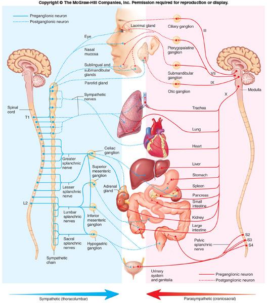 Distribution of ANS Fibers: Parasympathetic (Peaceful-Housekeeping) Parasympathetic axons reach organs through Cranial nerves Oculomotor (III) through ciliary ganglion.
