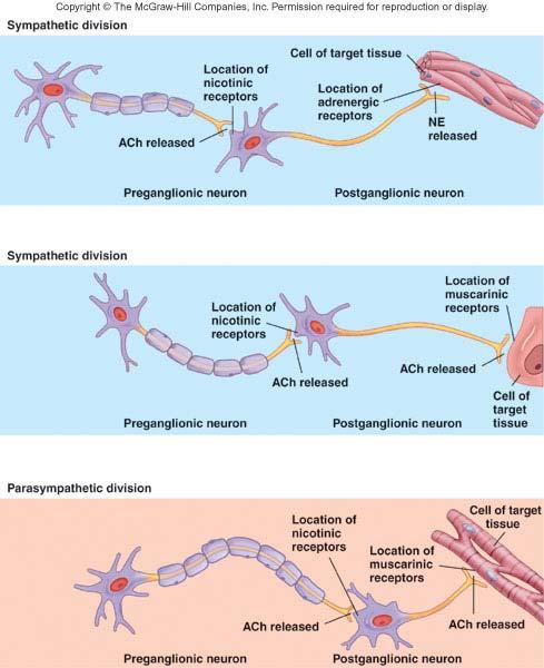 Physiology of ANS Neurotransmitters: primary substances produced by neurons of ANS Acetylcholine released by cholinergic neurons Norepinephrine released by adrenergic neurons Certain cells have