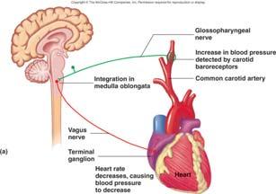Regulation of ANS Autonomic reflexes control most of activity of visceral organs, glands, and blood vessels.