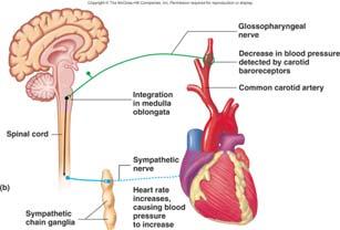 Sympathetic and parasympathetic divisions influence activities of enteric nervous system through autonomic reflexes. These involve the CNS.