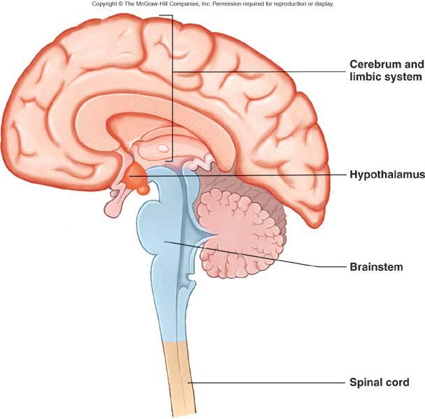 Influence of Brain on Autonomic Functions 16-17 Functional Generalizations of ANS Dual innervation to most organs with sympathetic and parasympathetic having the opposite effects.