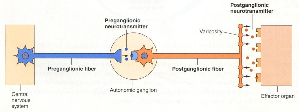 Axon of 1 st (preganglionic) neuron leaves CNS to synapse with the 2 nd (ganglionic) neuron Axon