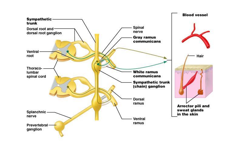 LOCATIONS OF AUTONOMIC GANGLIA Sympathetic Ganglia Location Trunk (chain) ganglia near vertebral