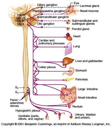 Parasympathetic - Origin Craniosacral Cell bodies of the motor nuclei of the cranial nerves III, VII, IX and X in the brain stem