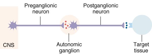 Autonomic pathway: 2 Efferent Neurons in Series