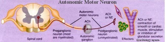 in autonomic ganglion outside CNS divergence