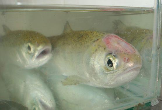 Tencibaculum maritimum in Chile Main species affected: Atlantic salmon Rainbow trout Bacteria targets fish at two stages 1 month after SW transfer Adults (>1,5 Kg) Bacteria generates ulcers in mouth,