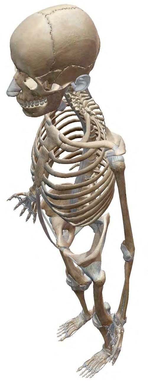 TYPES of BONES Bones are essential to human survival.