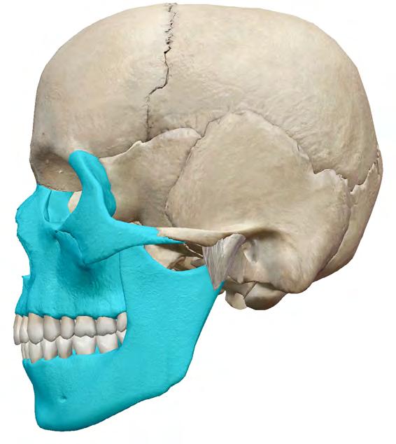 cranial bones SKULL facial bones The skull is made up of 22