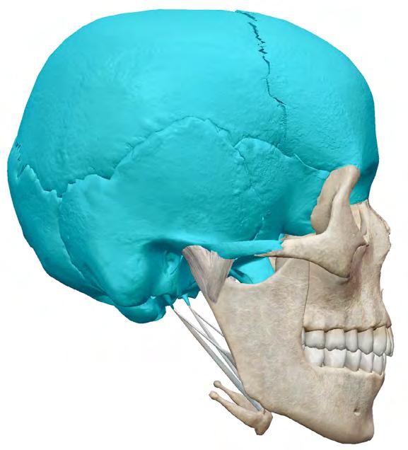The bones in the skull are divided into two categories: the