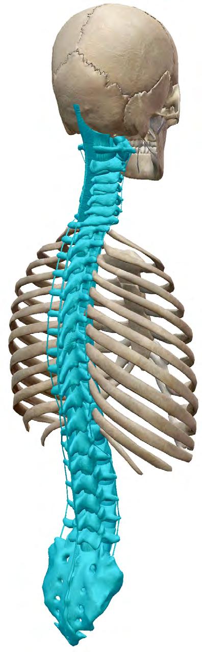 VERTEBRAL COLUMN The vertebral column is made up of 33 bones: 24 presacral bones, 5 fused bones of the sacrum, and 4 fused bones of the coccyx.