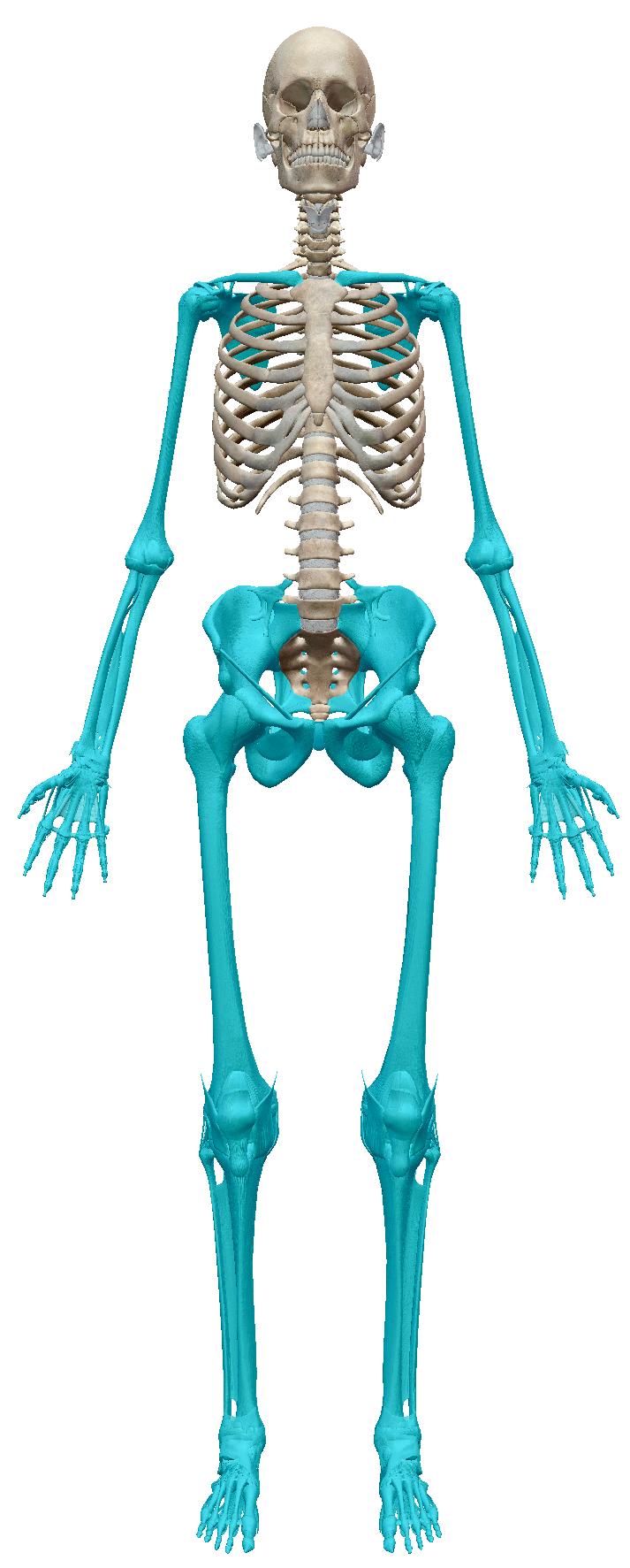 axial skeleton SKELETAL SYSTEM There are two divisions of the skeletal