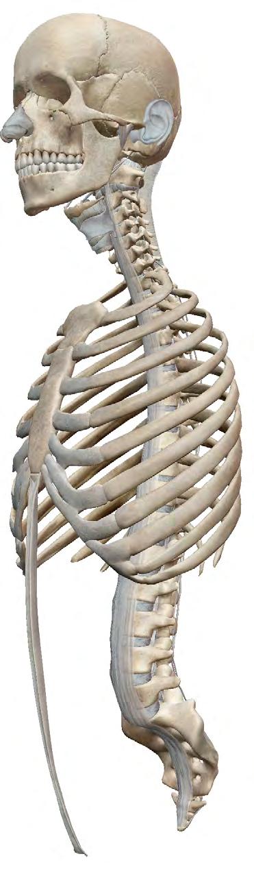 AXIAL SKELETON head The axial skeleton is made up