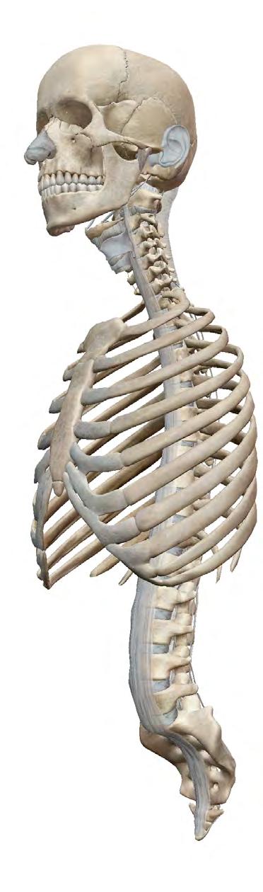 and sternum), and vertebral column.