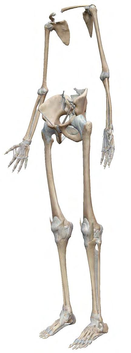 APPENDICULAR SKELETON The appendicular skeleton is made up of the bones of the upper and lower extremities, as well as the bones that form