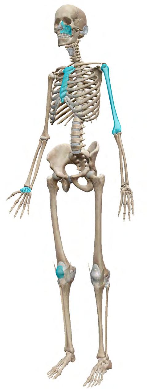 FIVE TYPES OF BONES flat bone (sternum) irregular bone (maxilla) Five types of bones make up the skeleton: long bones,
