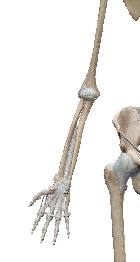LONG BONES radius femur Long bones