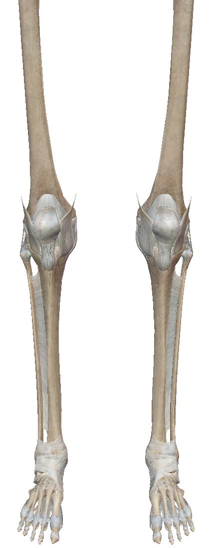 Examples of long bones include the
