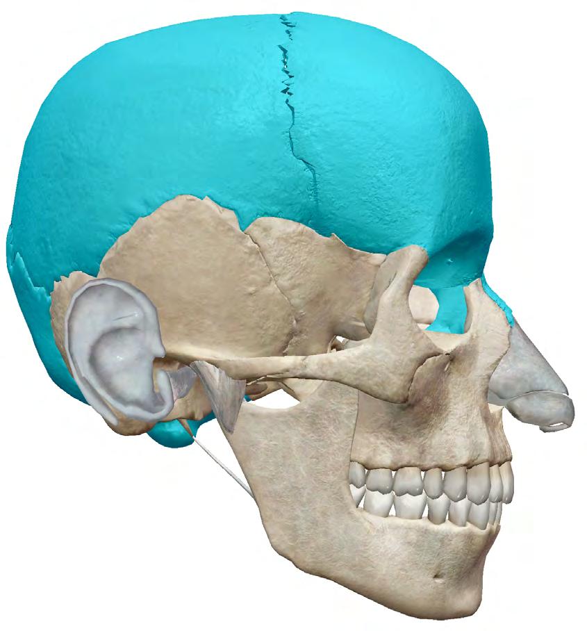 parietal frontal FLAT BONES nasal Flat bones are generally thin and are responsible for giving protection and