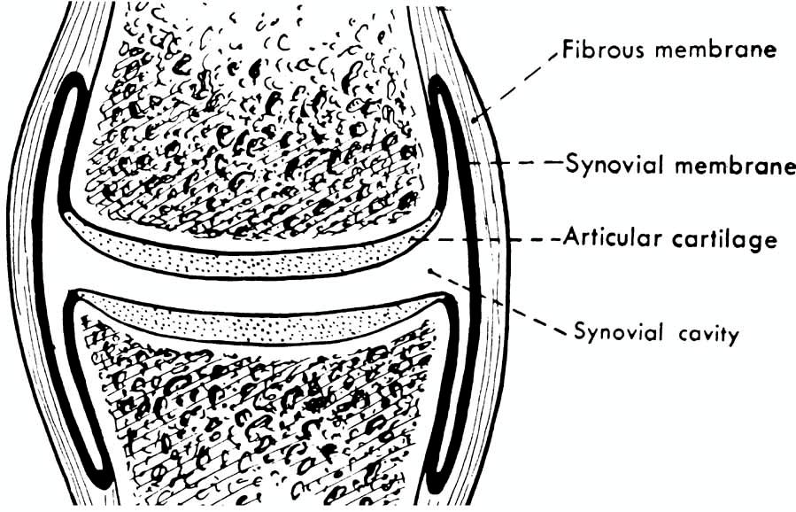 DIARTHROSIS: CHARACTERISTICS Articular cavity Ligamentous capsule