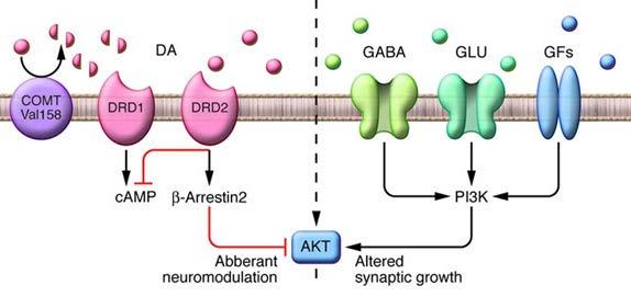 Dopamine-related behaviors Beyond camp: the regulation of AKT and