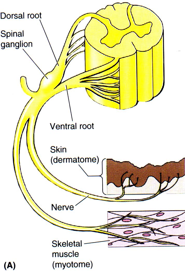 Territory of innervation Spinal nerves Dermatome: skin innervation Myotome: