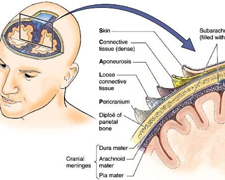 Meninges: covering of the brain
