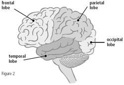 To help us describe the different parts of the brain, the forebrain has been divided up into four sections or 'lobes' which are shown in figure 2.