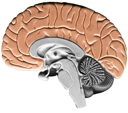 The Cerebrum The largest portion of the brain is the cerebrum.