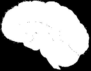 Lobes of the Cerebrum Frontal Lobe Parietal