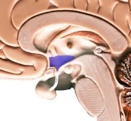 Hypothalamus The hypothalamus sits under the thalamus at the top of the brainstem.