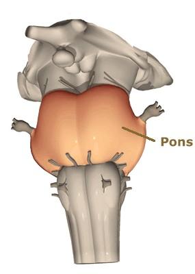 The Pons The pons is the rounded brainstem region between the midbrain and the