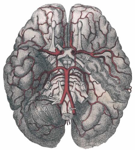 Arteries of the Brain The human brain