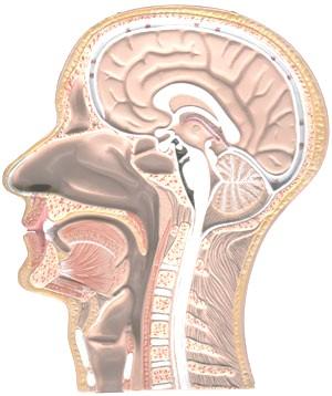 The Meninges The