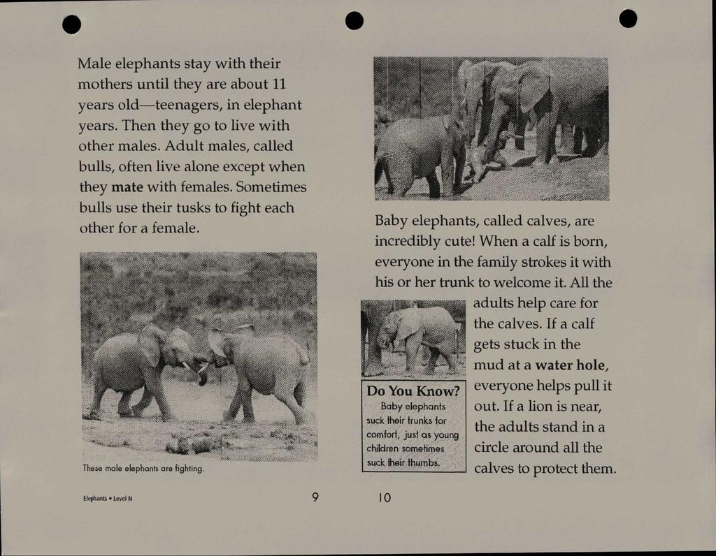 Male elephants stay with their mothers until they are about 11 years old teenagers, in elephant years. Then they go to live with other males.
