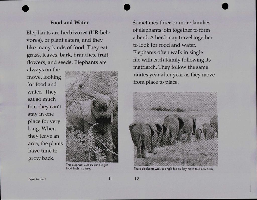 Food and Water Elephants are herbivores (UR-behvores), or plant eaters, and they like many kinds of food. They eat grass arass /, leaves, bark, branches, fruit, flowers, and seeds.