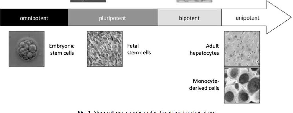 Fetal/adult stem