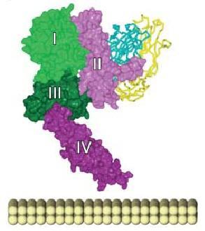 Pertuzumab Activates antibody-dependent cellular cytotoxicity Enhances HER2 internalization