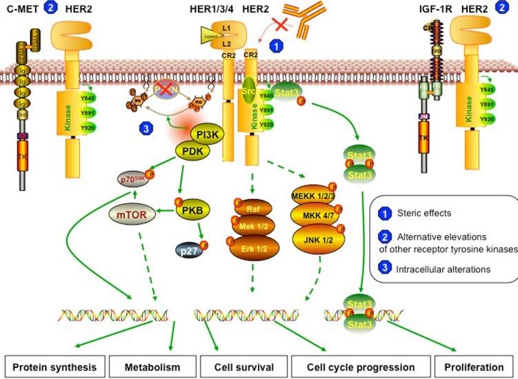 Mechanisms of Resistance Activated PI3K- AKT-mTOR pathway Loss PTEN