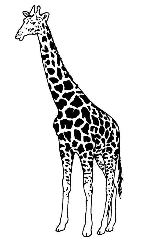 Investigation #2: Giraffes How Does a Giraffe Use its Neck Most Often? - Data Sheet Giraffes are the tallest land mammals on earth and can reach heights up to 17 feet.