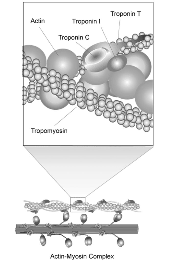 Troponins Troponin consists of three proteins T, C and I where it is a