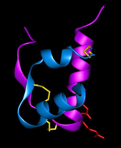 Relaxin Relaxin Peptide hormone Similar in size and shape to insulin (MW