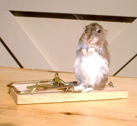 Need A Better Mousetrap